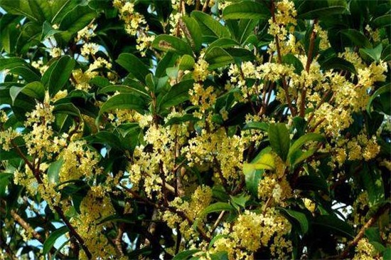 桂花的功效和作用,归纳六点来了解