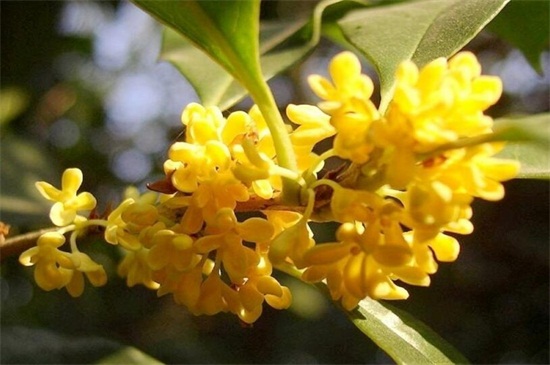 桂花的功效和作用,归纳六点来了解