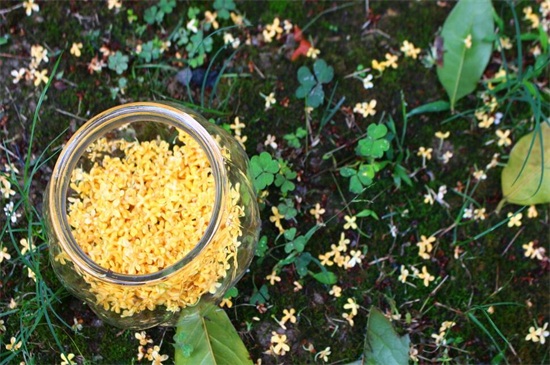 桂花的功效和作用,归纳六点来了解