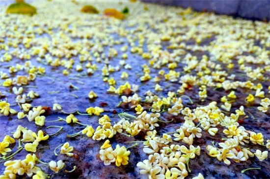 桂花的功效和作用,归纳六点来了解