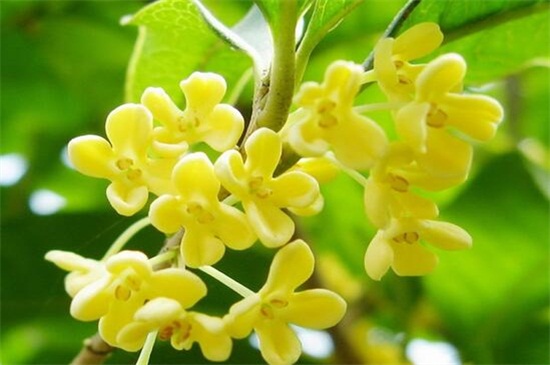 桂花酒如何做,桂花酒的做法大全