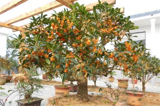 桂花养殖办法和留意事项