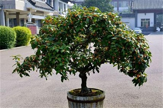 桂花养殖办法和留意事项