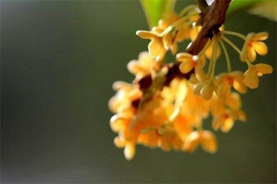 丹桂飘香是什么季节，秋季/九月至十月开花
