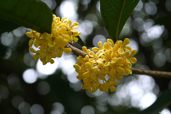桂花哪个种类最好最香，丹桂花色最艳金桂花香最浓