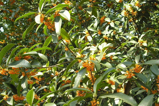 桂花哪个种类最好最香，丹桂花色最艳金桂花香最浓