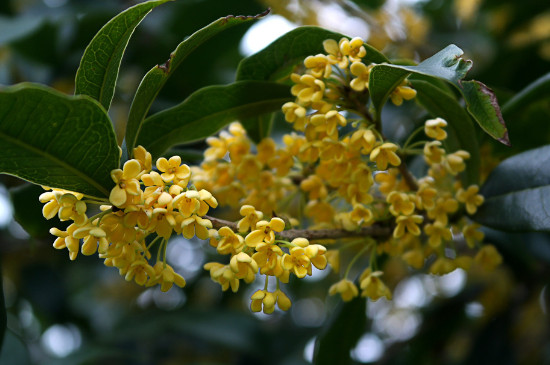 桂花哪个种类最好最香，丹桂花色最艳金桂花香最浓