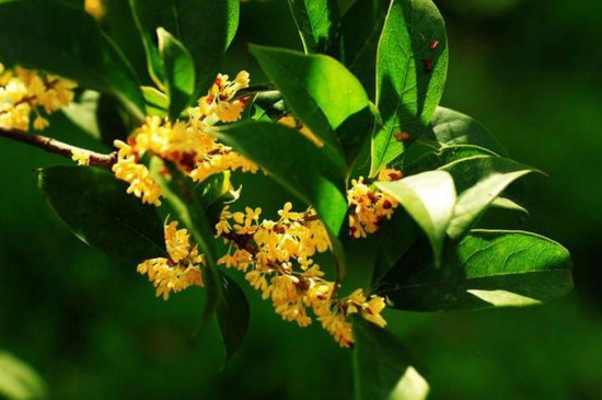 桂花哪个种类最好最香，丹桂花色最艳金桂花香最浓