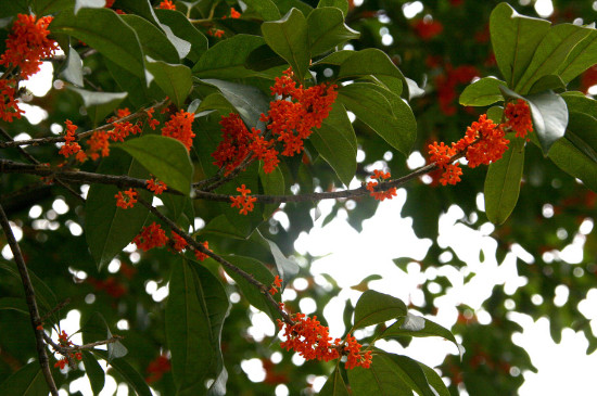 桂花哪个种类最好最香，丹桂花色最艳金桂花香最浓