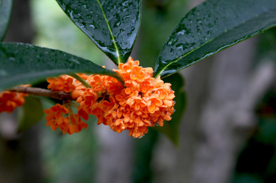 桂花哪个种类最好最香，丹桂花色最艳金桂花香最浓