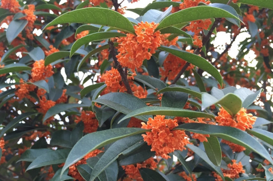 桂花哪个种类最好最香，丹桂花色最艳金桂花香最浓
