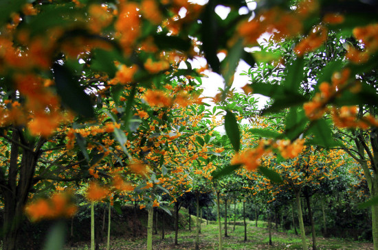 桂花哪个种类最好最香，丹桂花色最艳金桂花香最浓