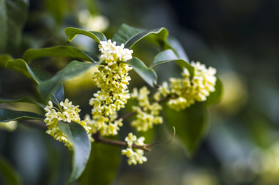 桂花哪个种类最好最香，丹桂花色最艳金桂花香最浓