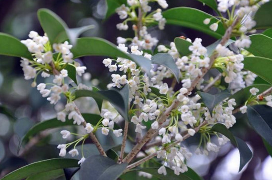 桂花哪个种类最好最香，丹桂花色最艳金桂花香最浓