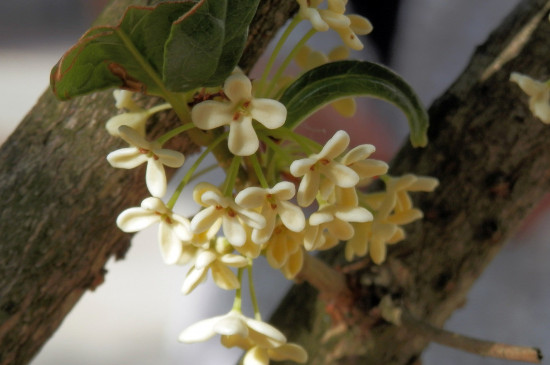 桂花哪个种类最好最香，丹桂花色最艳金桂花香最浓