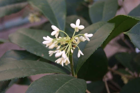 桂花哪个种类最好最香，丹桂花色最艳金桂花香最浓