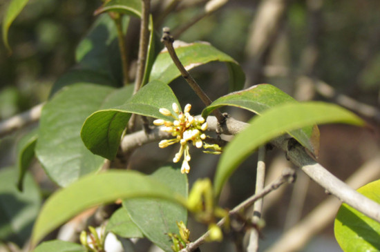 桂花哪个种类最好最香，丹桂花色最艳金桂花香最浓