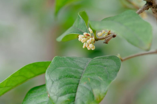 桂花哪个种类最好最香，丹桂花色最艳金桂花香最浓