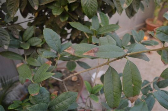 桂花叶尖干枯用什么药，叶尖干枯的原因及处理办法