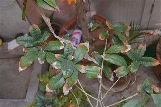 桂花叶尖干枯用什么药，叶尖干枯的原因及处理办法