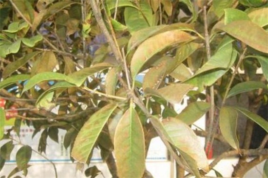 桂花叶尖干枯用什么药，叶尖干枯的原因及处理办法