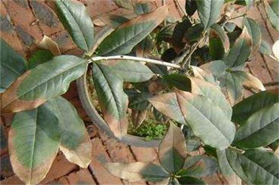 桂花叶尖干枯用什么药，叶尖干枯的原因及处理办法