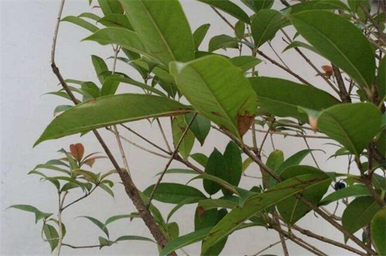 桂花叶尖干枯用什么药，叶尖干枯的原因及处理办法