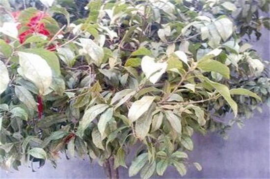 桂花叶尖干枯用什么药，叶尖干枯的原因及处理办法