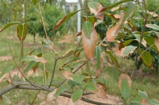 桂花叶尖干枯用什么药，叶尖干枯的原因及处理办法