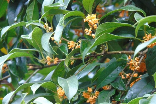 桂花什么时候开