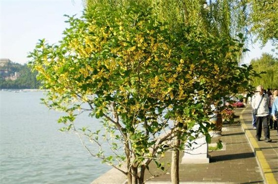 桂花什么时候开