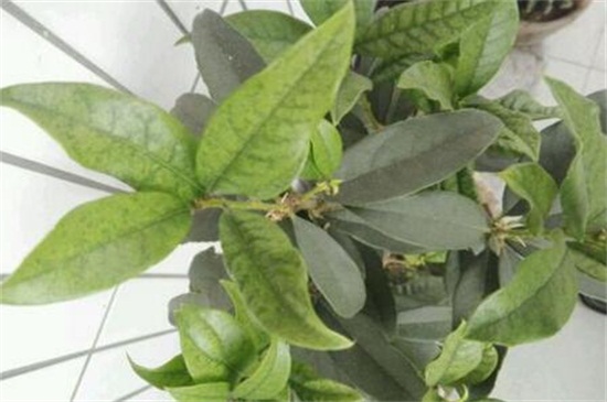 桂花叶子发白什么原因,详解三种原因及处理办法
