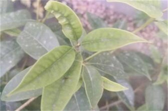 桂花叶子发白什么原因,详解三种原因及处理办法