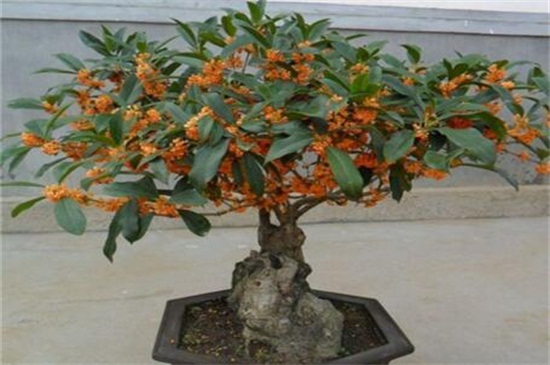 桂花叶子发白什么原因,详解三种原因及处理办法