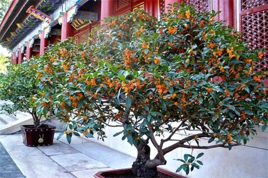 桂花叶子发白什么原因,详解三种原因及处理办法