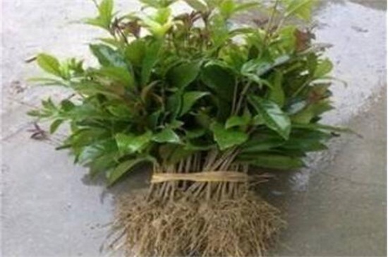 桂花叶子发白什么原因,详解三种原因及处理办法