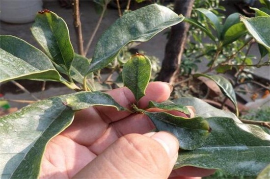 桂花叶子晒伤了如何办，四个步骤使桂花恢复正常