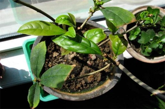 桂花叶子晒伤了如何办，四个步骤使桂花恢复正常