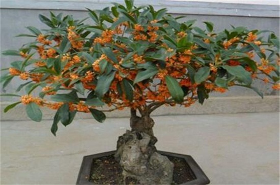 桂花叶子晒伤了如何办，四个步骤使桂花恢复正常