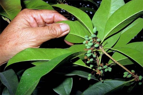 桂花叶子晒伤了如何办，四个步骤使桂花恢复正常