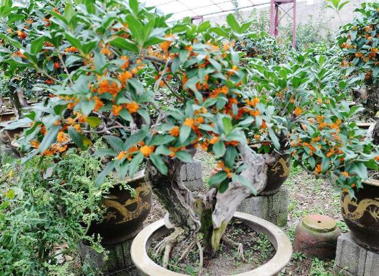 盆栽桂花冬季如何养，6大要点让桂花安然过冬
