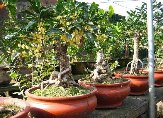 盆栽桂花冬季如何养，6大要点让桂花安然过冬