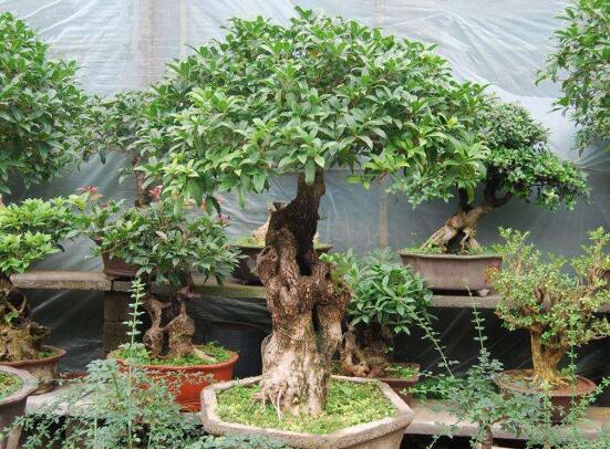 盆栽桂花冬季如何养，6大要点让桂花安然过冬