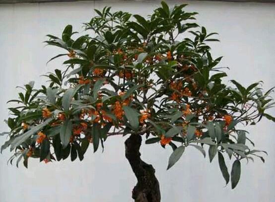 盆栽桂花冬季如何养，6大要点让桂花安然过冬