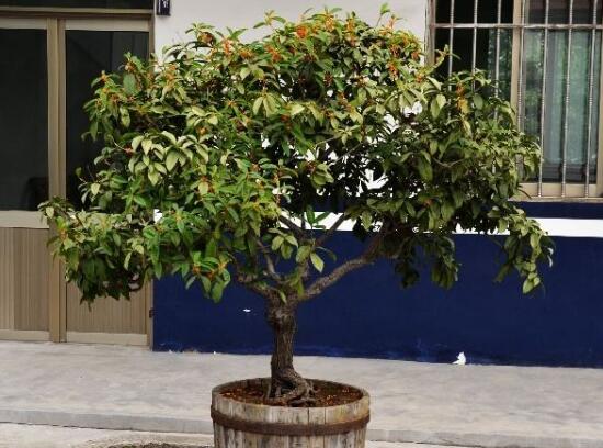 盆栽桂花冬季如何养，6大要点让桂花安然过冬