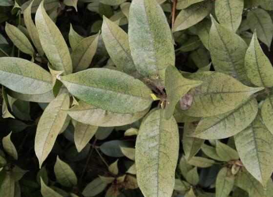 盆栽桂花冬季如何养，6大要点让桂花安然过冬