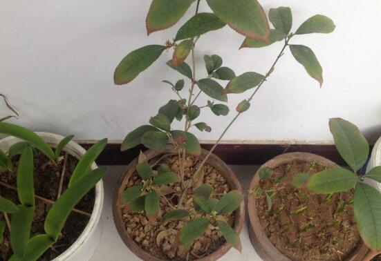 桂花盆栽的养殖办法，6个技巧养出清香的桂花