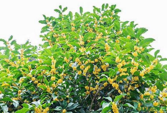 桂花盆栽的养殖办法，6个技巧养出清香的桂花