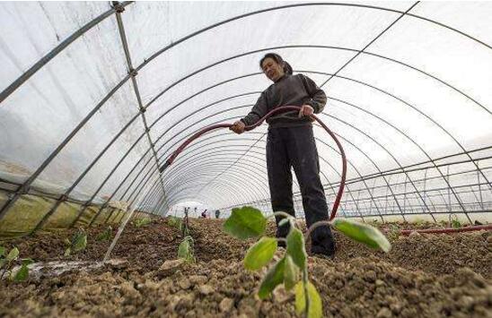 桂花盆栽的养殖办法，6个技巧养出清香的桂花