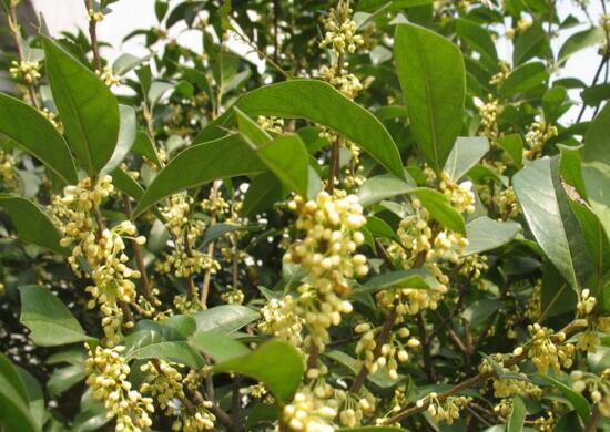 桂花盆栽的养殖办法，6个技巧养出清香的桂花